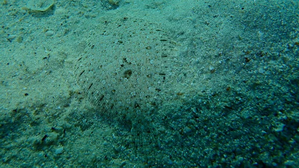 Wide Eyed Flounder Bothus Podas Undersea Aegean Sea Greece Halkidiki — Stock Photo, Image