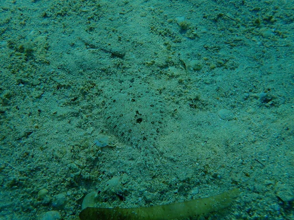 Lenguado Ojos Anchos Bothus Podas Bajo Mar Mar Egeo Grecia —  Fotos de Stock