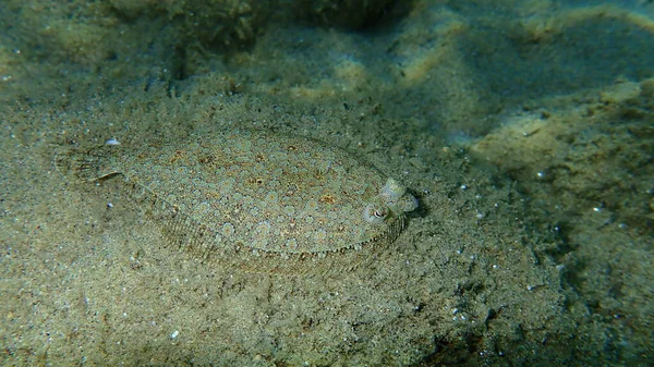 Wide-eyed flounder (Bothus podas) undersea, Aegean Sea, Greece, Halkidiki