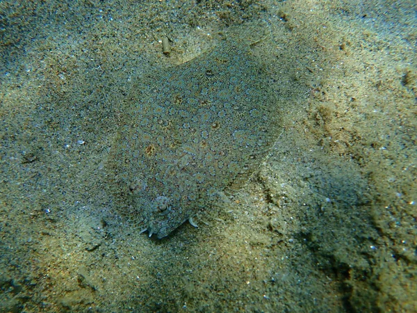 Bredögd Skrubbskädda Bothus Podas Vatten Egeiska Havet Grekland Halkidiki — Stockfoto