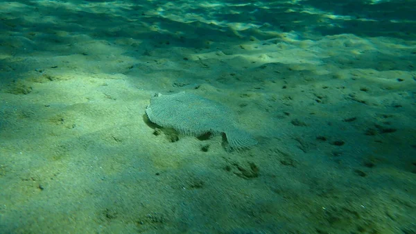 Geniş Gözlü Dil Balığı Bothus Podas Denizaltı Ege Denizi Yunanistan — Stok fotoğraf
