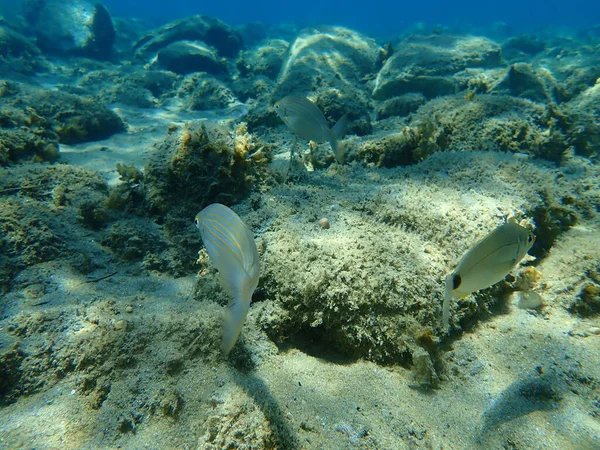 Salema Porgy Sarpa Salpa Sargo White Seabream Diplodus Sargus Undersea — стокове фото