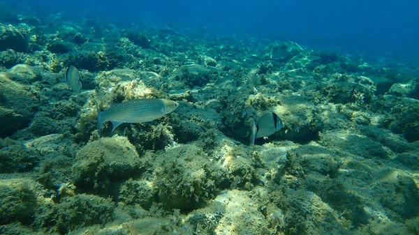 Flathead Grey Mullet Mugil Cephalus Flathead Mullet Gestreepte Mullet Zeebrasem — Stockfoto