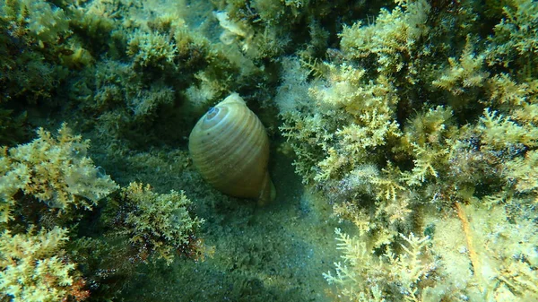 Marine Gastropod Mollusc Giant Tun Tonna Galea Undersea Aegean Sea — Stock Photo, Image
