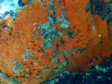 Deniz altı istiridye süngeri (Crambe crambe crambe), Ege Denizi, Yunanistan, Halkidiki