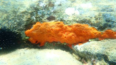 Deniz altı istiridye süngeri (Crambe crambe crambe), Ege Denizi, Yunanistan, Halkidiki