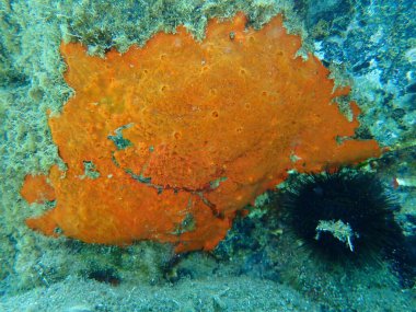 Deniz altı istiridye süngeri (Crambe crambe crambe), Ege Denizi, Yunanistan, Halkidiki