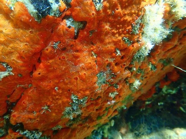 Σφουγγάρι Στρειδιών Σφουγγάρι Πορτοκαλιού Crambe Crambe Υποθαλάσσιο Αιγαίο Πέλαγος Ελλάδα — Φωτογραφία Αρχείου