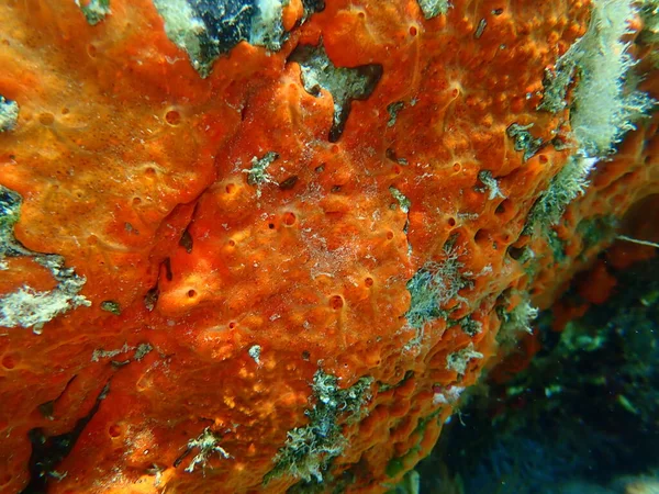 Spugna Ostrica Spugna Incrostante Rosso Arancio Crambe Crambe Sottomarina Mar — Foto Stock