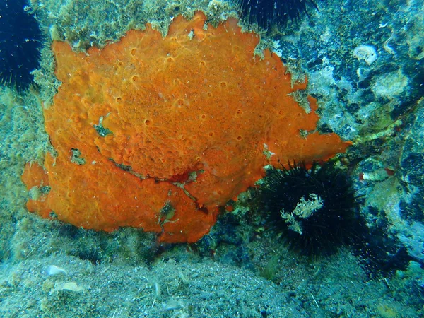 Gąbka Ostrygowa Lub Czerwień Pomarańczowa Crambe Crambe Podmorska Morze Egejskie — Zdjęcie stockowe