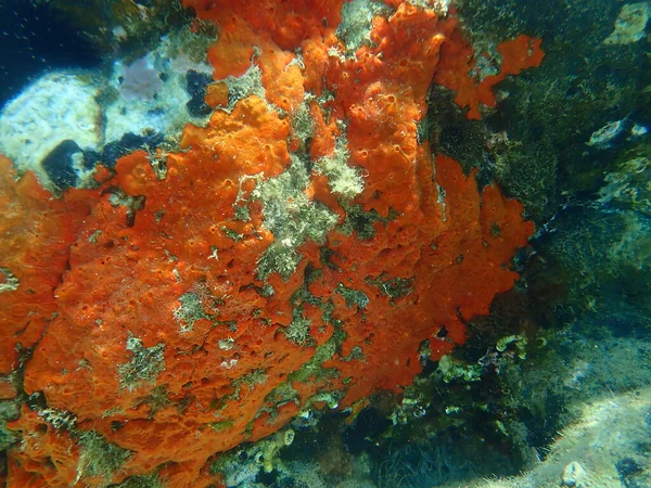 Austernschwamm Oder Orange Roter Krustenschwamm Crambe Crambe Unter Wasser Ägäis — Stockfoto