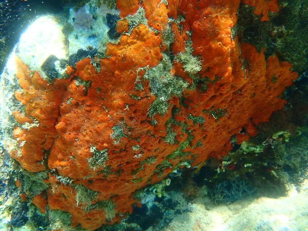 カキのスポンジまたはオレンジ色の赤いエンクリッシングスポンジ クラムビーム エーゲ海 ギリシャ ハルキディキ — ストック写真