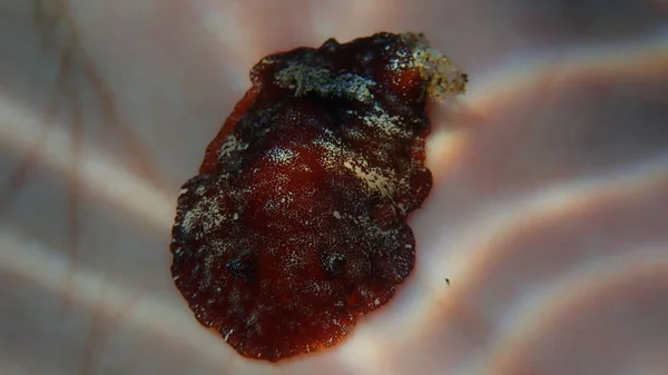 Rotbraune Nacktschnecke Oder Rotbraune Ledrige Doris Platydoris Argo Unter Wasser — Stockfoto
