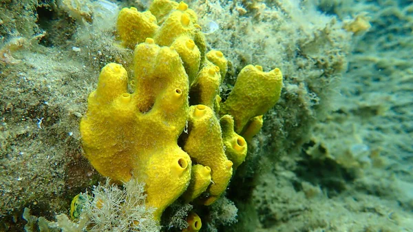 Yellow Tube Sponge Golden Sponge Aplysina Aerophoba Undersea Αιγαίο Ελλάδα — Φωτογραφία Αρχείου