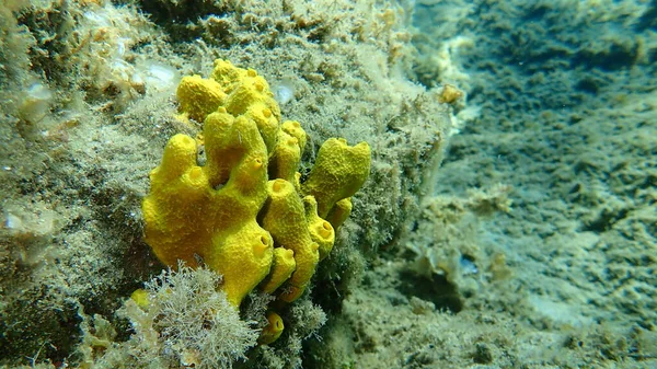 Yellow Tube Sponge Golden Sponge Aplysina Aerophoba Undersea Αιγαίο Ελλάδα — Φωτογραφία Αρχείου