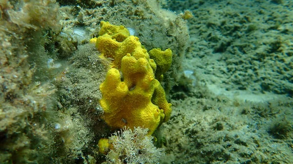 Yellow Tube Sponge Golden Sponge Aplysina Aerophoba Undersea Aegean Sea — стокове фото