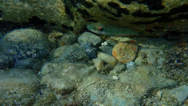 Ocellated Wrasse Symphodus Ocellatus Undersea Mar Egeu Grécia Halkidiki — Fotografia de Stock