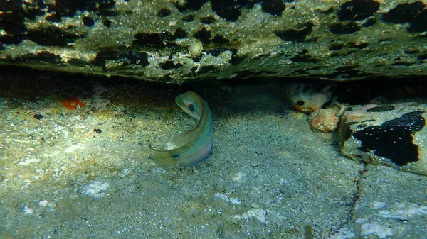 Охолоджений Гнів Symphodus Ocellatus Під Морем Егейське Море Греція Халкідікі — стокове фото