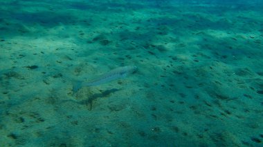Büyük Weever (Trachinus draco) denizaltı, Ege Denizi, Yunanistan, Halkidiki
