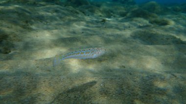 Büyük Weever (Trachinus draco) denizaltı, Ege Denizi, Yunanistan, Halkidiki