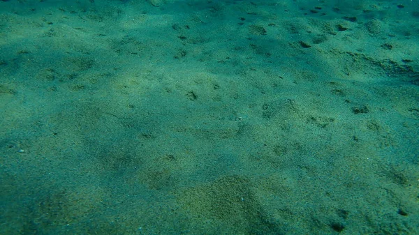 Grotere Weever Trachinus Draco Onderzees Egeïsche Zee Griekenland Halkidiki — Stockfoto