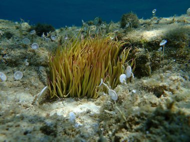 Snakelocks anemonu (Anemonia viridis) deniz altı, Ege Denizi, Yunanistan, Halkidiki