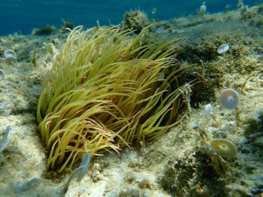 Snakelocks anemonu (Anemonia viridis) deniz altı, Ege Denizi, Yunanistan, Halkidiki