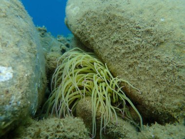 Snakelocks anemonu (Anemonia viridis) deniz altı, Ege Denizi, Yunanistan, Halkidiki