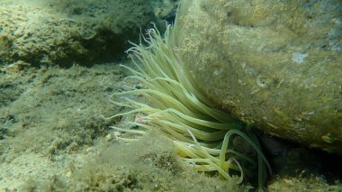 Snakelocks anemonu (Anemonia viridis) deniz altı, Ege Denizi, Yunanistan, Halkidiki