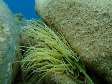 Snakelocks anemonu (Anemonia viridis) deniz altı, Ege Denizi, Yunanistan, Halkidiki