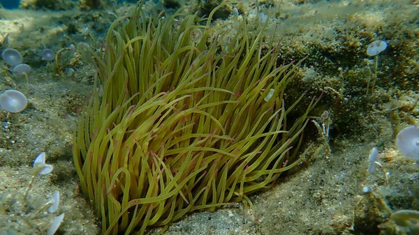 Snakelocks Anemone Anemonia Viridis Sottomarino Mar Egeo Grecia Calcidica — Foto Stock