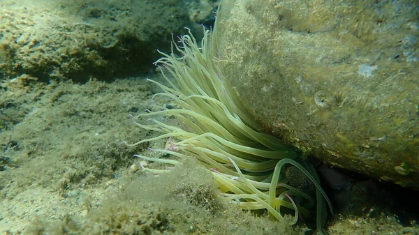 Snakelocks Anemone Anemonia Viridis Sottomarino Mar Egeo Grecia Calcidica — Foto Stock