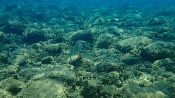 ギルヘッド海水浴場 オラタ ドラダ海底 エーゲ海 ギリシャ ハルキディキ — ストック写真