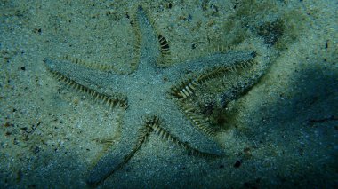 Deniz dibinde deniz yıldızı Astropecten bispinosus, Ege Denizi, Yunanistan, Halkidiki