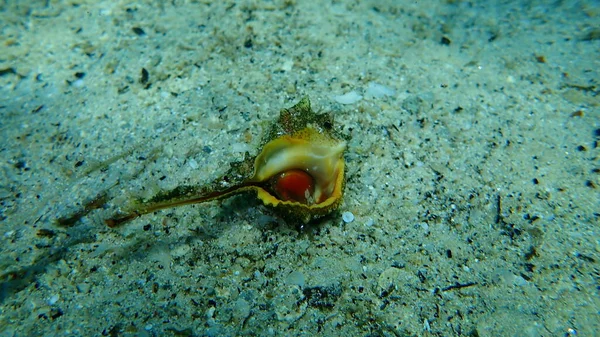 海蜗牛紫色染料Murex或刺染料Murex Bolinus Brandaris 最初由Linnaeus称为Murex Brandaris 在海底 爱琴海 Halkidiki — 图库照片