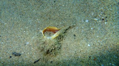 Deniz salyangozunun deniz kabuğu mor boya murex veya dikenli boya murex (Bolinus brandaris, Linnaeus tarafından Murex brandaris olarak adlandırılır) deniz tabanında ahtapot tarafından yenir, Ege Denizi, Yunanistan, Halkidiki