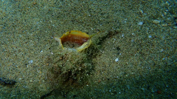 Coquille Escargot Mer Colorant Violet Murex Colorant Épineux Murex Bolinus — Photo