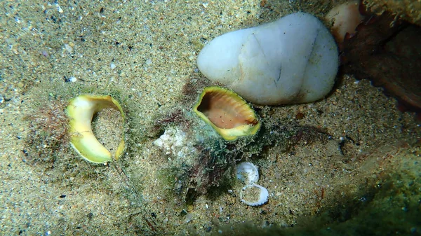 海底のタコ エーゲ海 ギリシャ ハルキディキによって食べられるカタツムリの紫色の染料ムレックスまたは棘のある染料ムレックス ボリヌス ブランダリス 元々はリンネによってムレックス ブランダリスと呼ばれていた の貝殻 — ストック写真