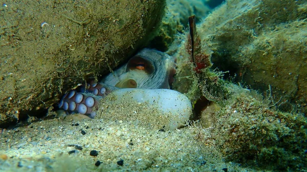 Seashell Sea Snail Lila Färgämne Murex Eller Spiny Färgämne Murex — Stockfoto