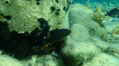 Denizaltı, Ege Denizi, Yunanistan, Halkidiki