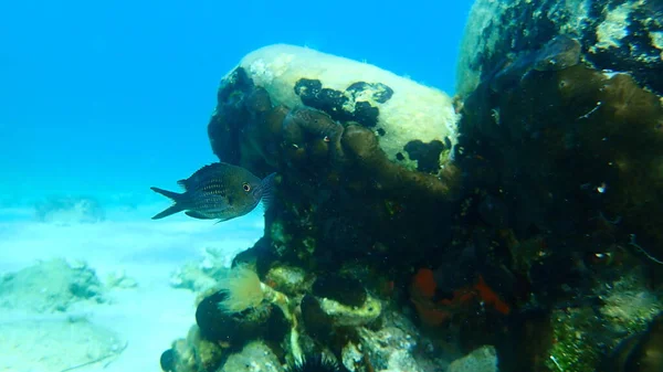 Damselist Mediterranean Chromis Chromis Chromis Undersea Eegean Sea Greece Halkidiki — стокове фото