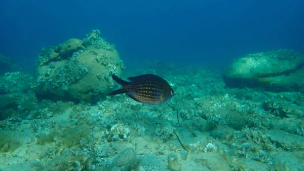 Chromis Damégoïste Méditerranéen Chromis Chromis Sous Marin Mer Égée Grèce — Photo