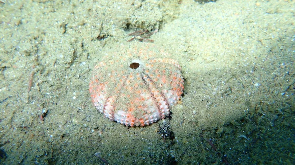 Essai Coquille Oursin Fond Mer Mer Égée Grèce Halkidiki — Photo