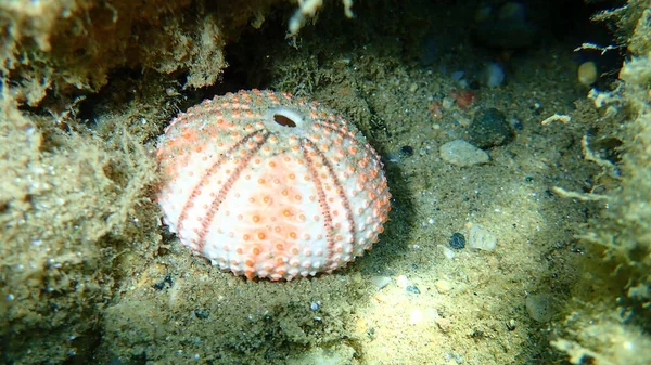 Prova Guscio Riccio Mare Sul Fondo Del Mare Mar Egeo — Foto Stock