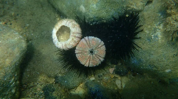 Test Shell Sea Urchin Sea Bottom Aegean Sea Greece Halkidiki — Stock Photo, Image