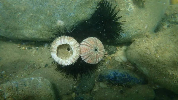 Test Shell Sea Urchin Sea Bottom Aegean Sea Greece Halkidiki — Stock Photo, Image