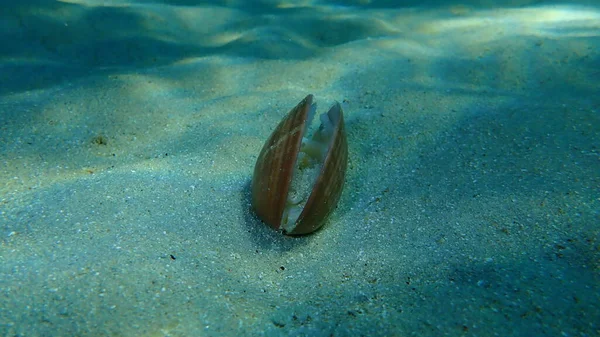 Mollusque Bivalves Palourde Lisse Callista Chione Fond Mer Mer Égée — Photo