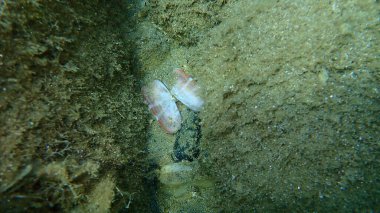 Deniz tabanında ahtapot, Ege Denizi, Yunanistan ve Halkidiki tarafından yenen çift valfli yumuşakça pembe jilet (Solecurtus strigilatus).