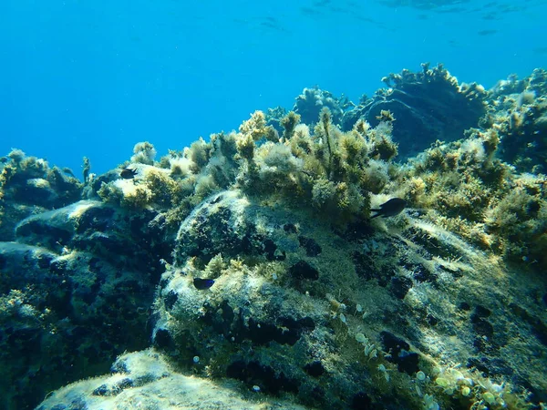 Unterwasserwelt Ägäis Griechenland Chalkidiki — Stockfoto