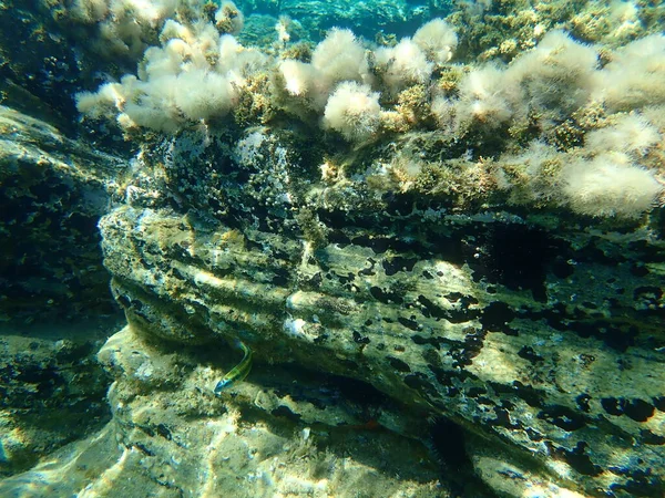 Underwater seascape, Aegean Sea, Greece, Halkidiki